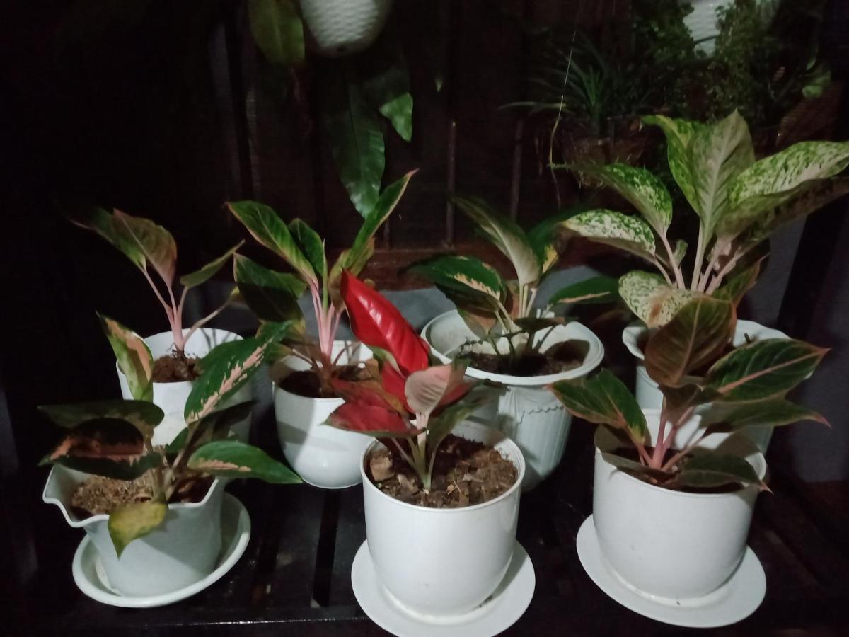 Dalinda'S Homestay 푸에르토프린세사 외부 사진