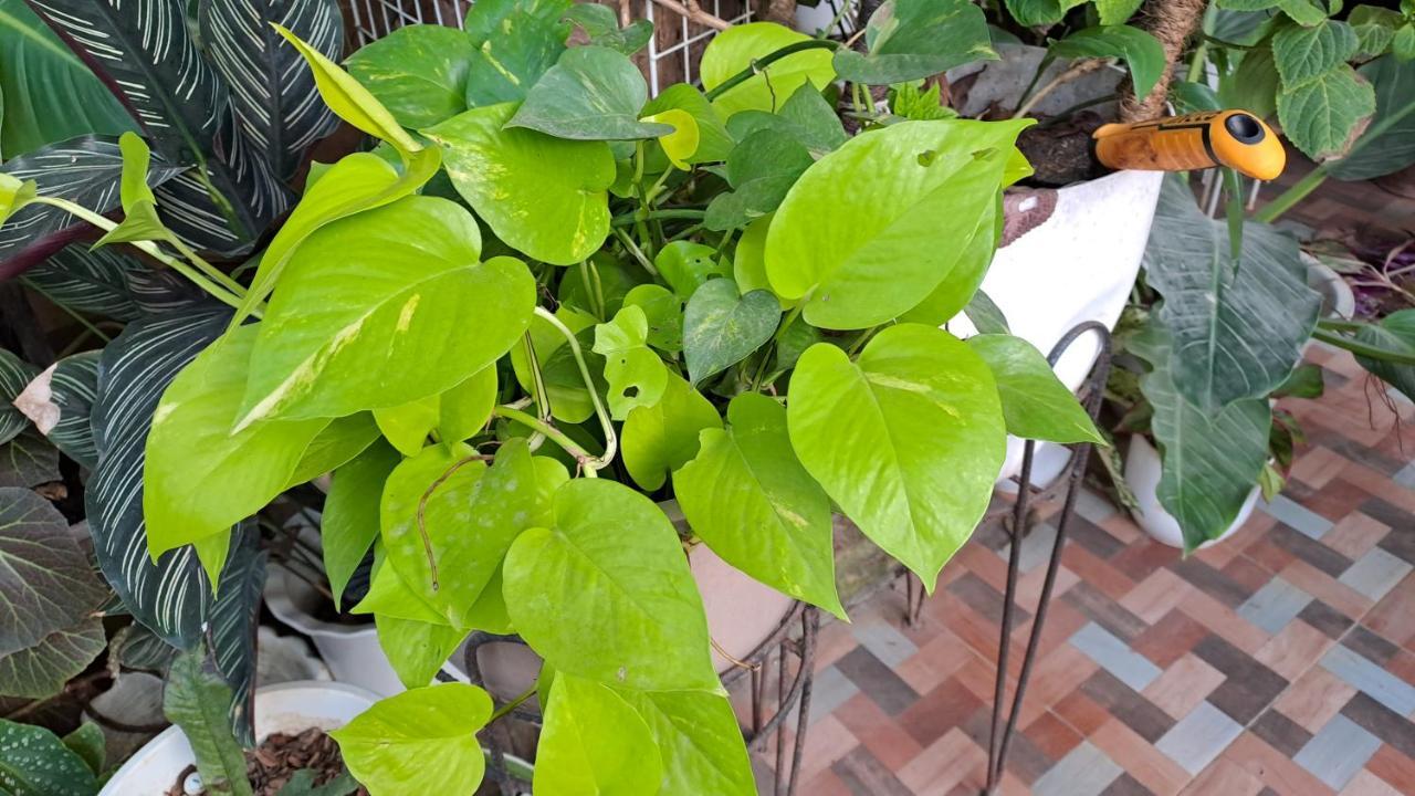 Dalinda'S Homestay 푸에르토프린세사 외부 사진
